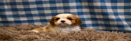 Cavalier King Charles Spaniel dogs for sale: Marcy - Ad 6