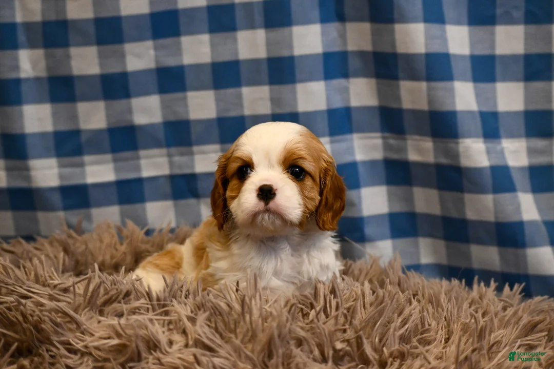 Cavalier King Charles Spaniel dogs for sale: Marcy - Ad 6