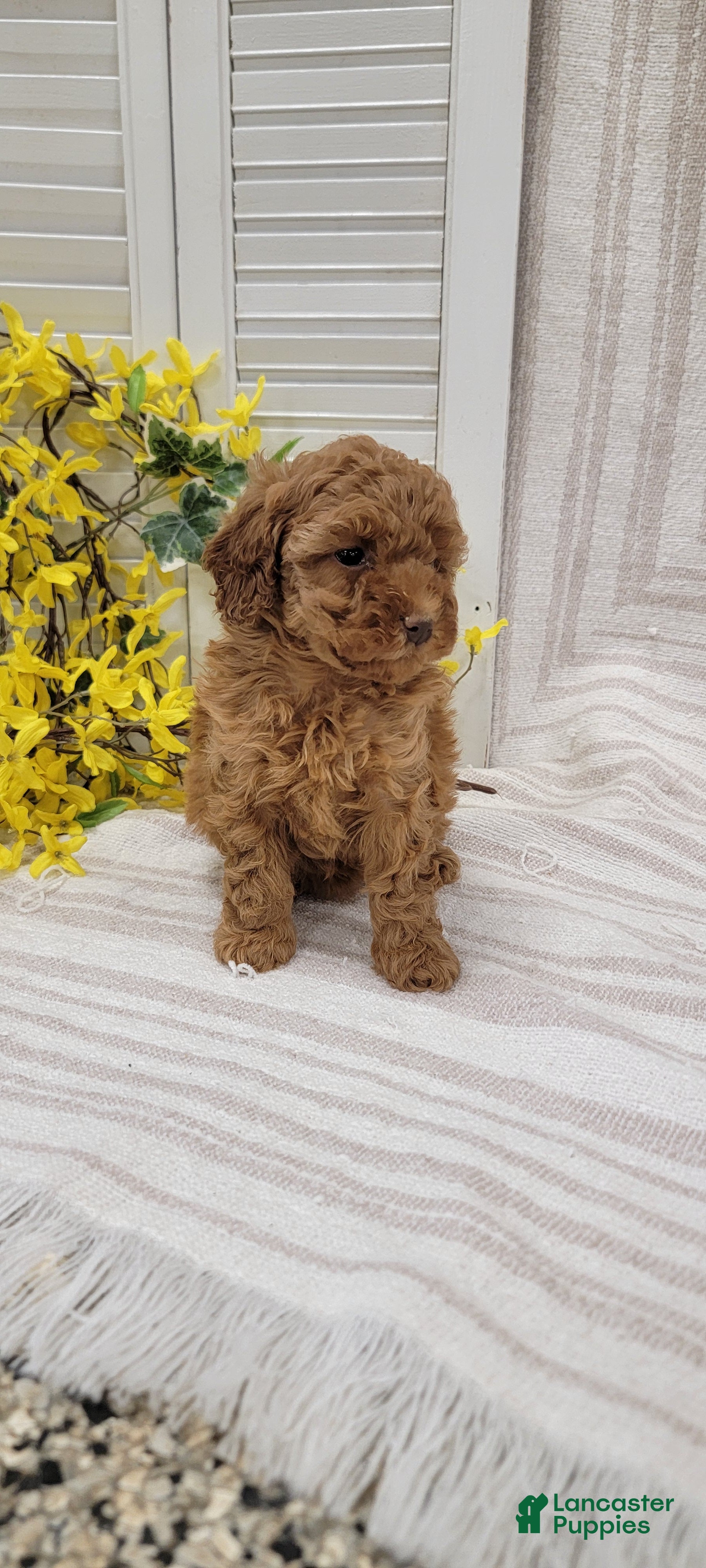 Toy Poodle dogs Sunshine  - Ad 2