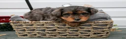 Yorkiepoo dogs for sale: Tobin - Ad 1