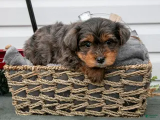 Yorkiepoo dogs Tobin - Ad 34