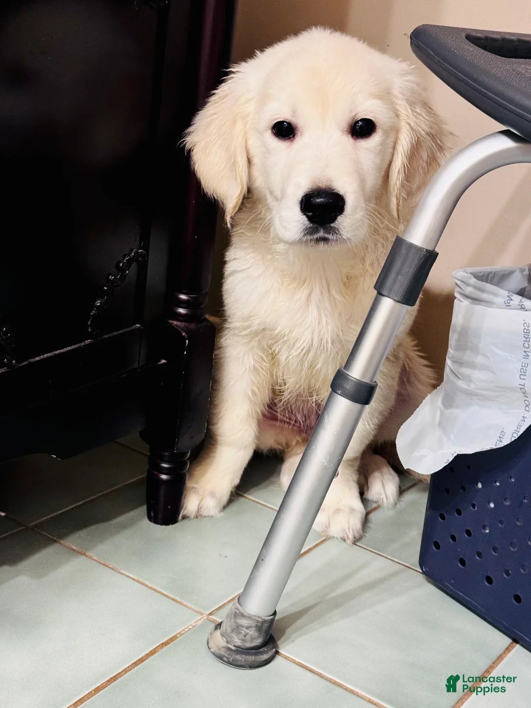 Golden Retriever dogs for sale: Pink collar girl - Ad 2