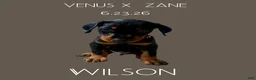 Doberman Pinscher dogs for sale: Doberman Pinscher 3 - Ad 3