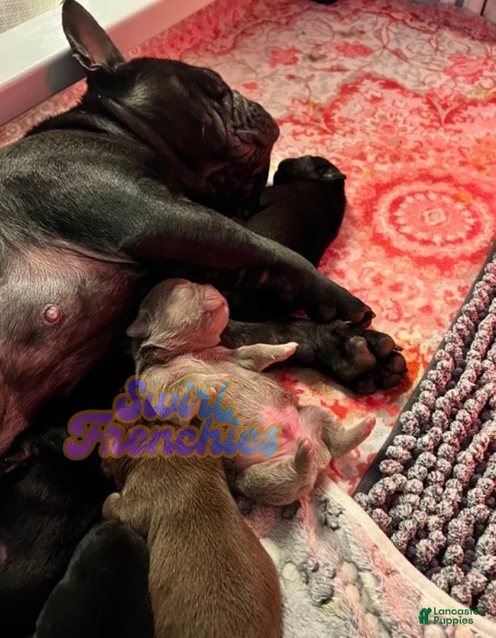 French Bulldog dogs for sale: Paprika - Ad 3