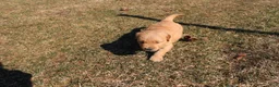 Golden Retriever dogs for sale: Cup - Ad 4