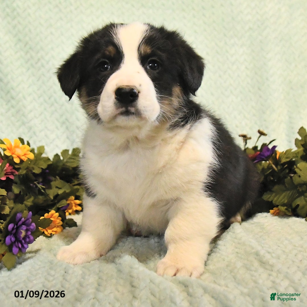 Mixed Breed dogs for sale: Jesse - Ad 2