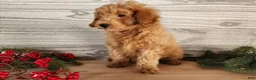 Mini Goldendoodle dogs for sale: Houston - Ad 10