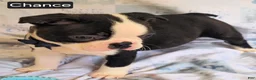 Boston Terrier dogs for sale: Chance - Ad 3