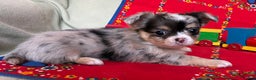 Chihuahua dogs for sale: Chihuahua Puppy 2 - Ad 2