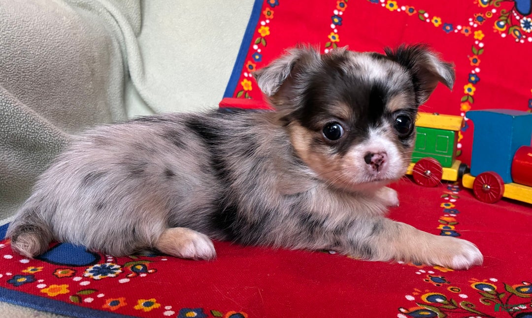 Chihuahua dogs for sale: Chihuahua Puppy 2 - Ad 2