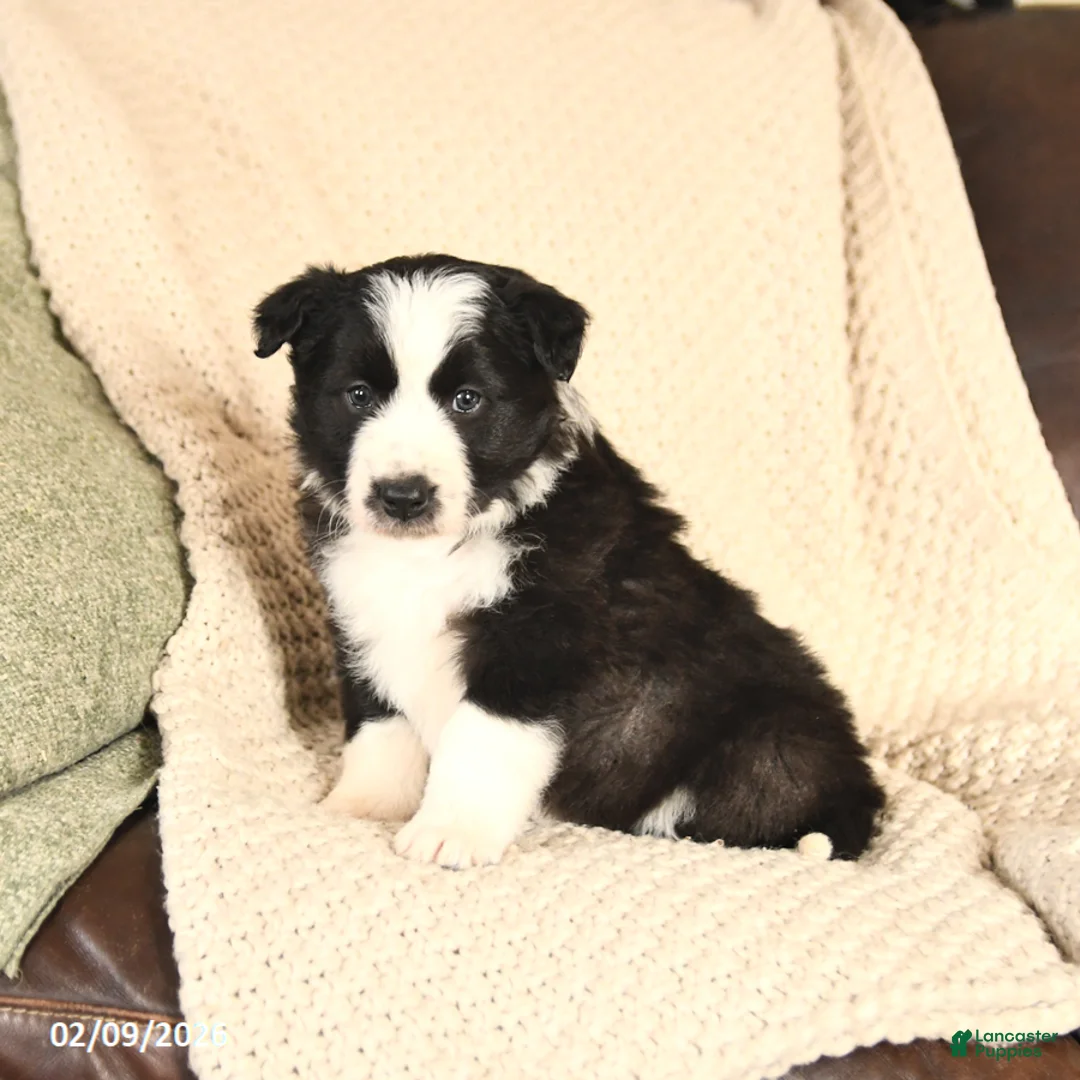 Mixed Breed dogs for sale: Magnolia - Ad 2