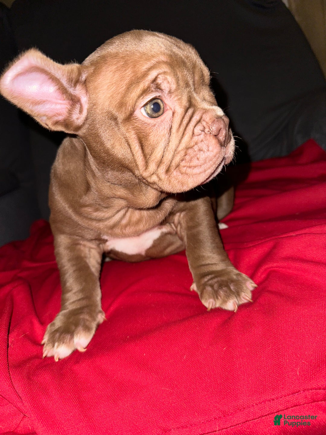 American Bully dogs for sale: Pepper - Ad 5