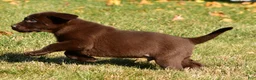 Labrador Retriever dogs for sale: Jackson - Ad 14