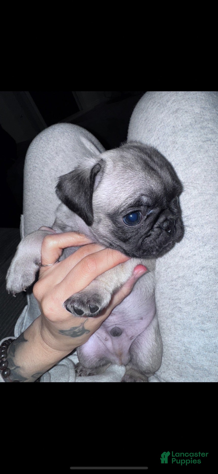 Pug dogs Pug 3 - Ad 4