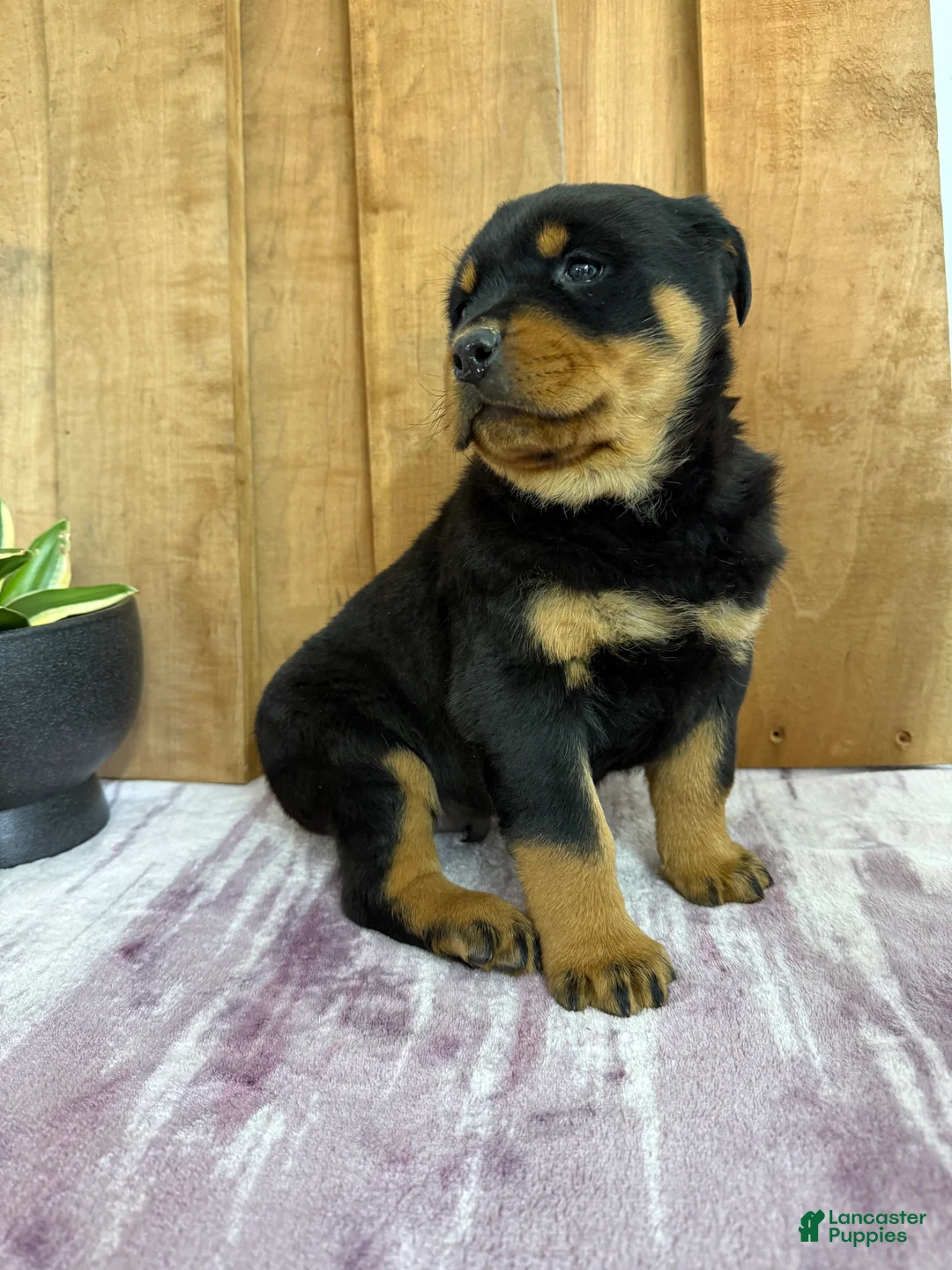 Rottweiler dogs for sale: Lucas - Ad 15
