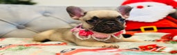 French Bulldog dogs for sale: Bella - Ad 1