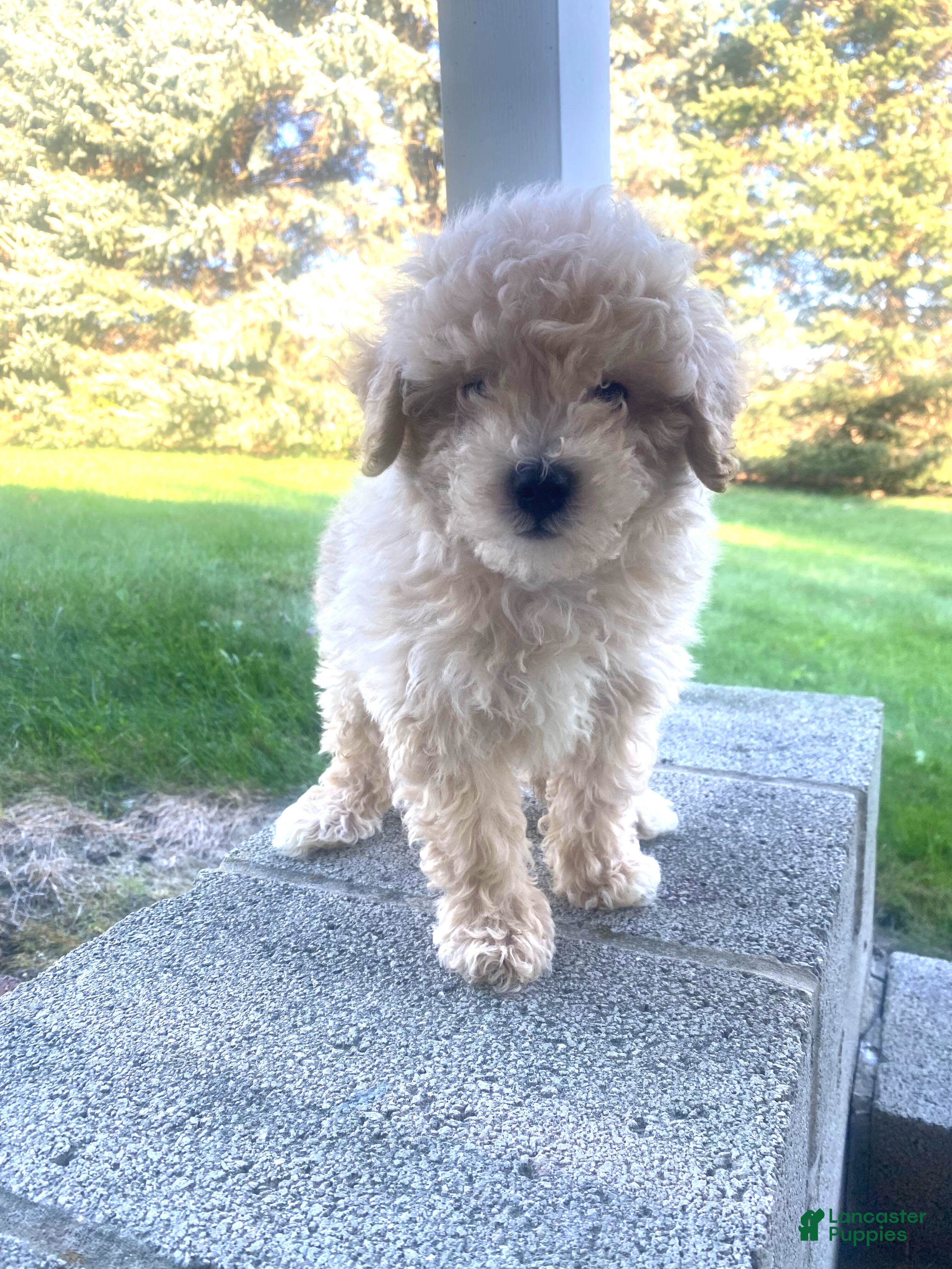 Low shedding Havanese Puppies for sale Lancaster Puppies