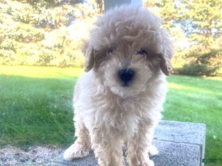 Havapoo dogs - Ad 19