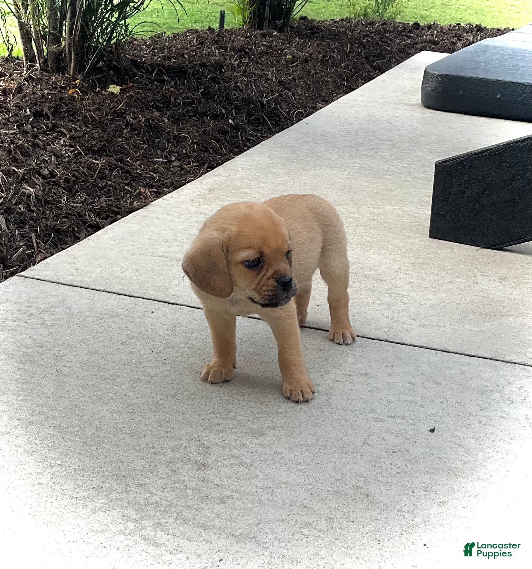Puggle dogs Puggle 4 - Ad 40
