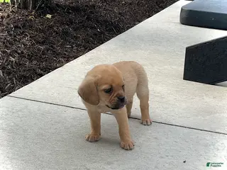 Puggle dogs Puggle 4 - Ad 40