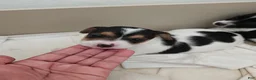 Jack Russell Terrier dogs for sale: Jack Russell Terrier 2 - Ad 3