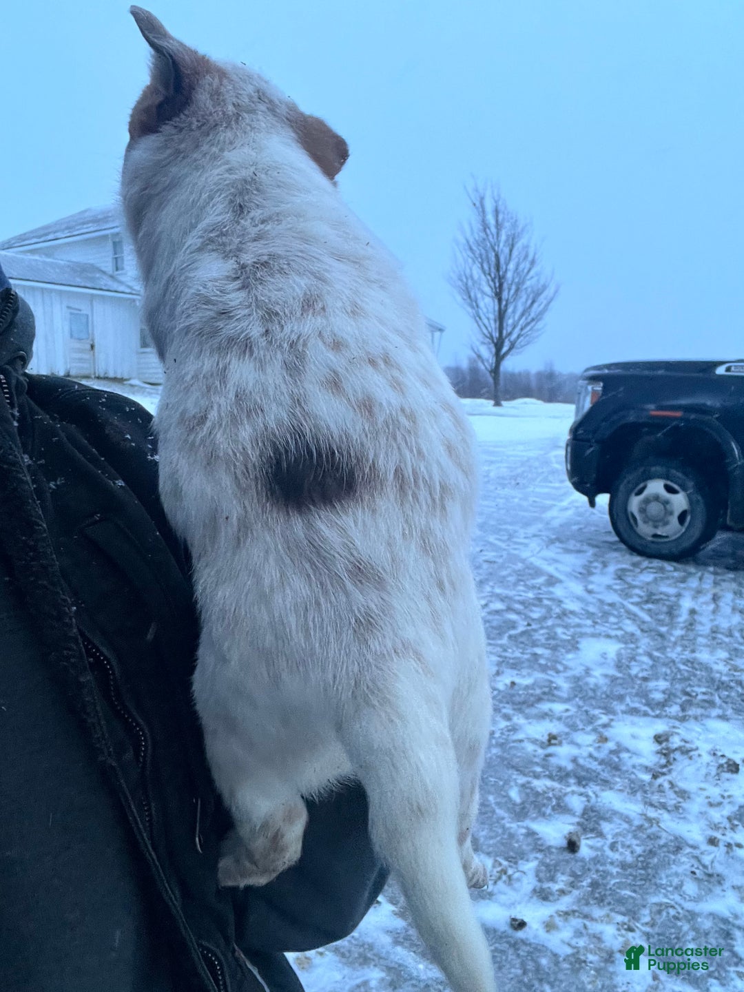 Australian Cattle Dog dogs for sale: Louie - Ad 2