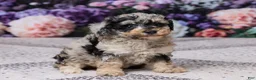 Miniature Poodle dogs for sale: Kibby - Ad 3