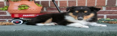 Leah