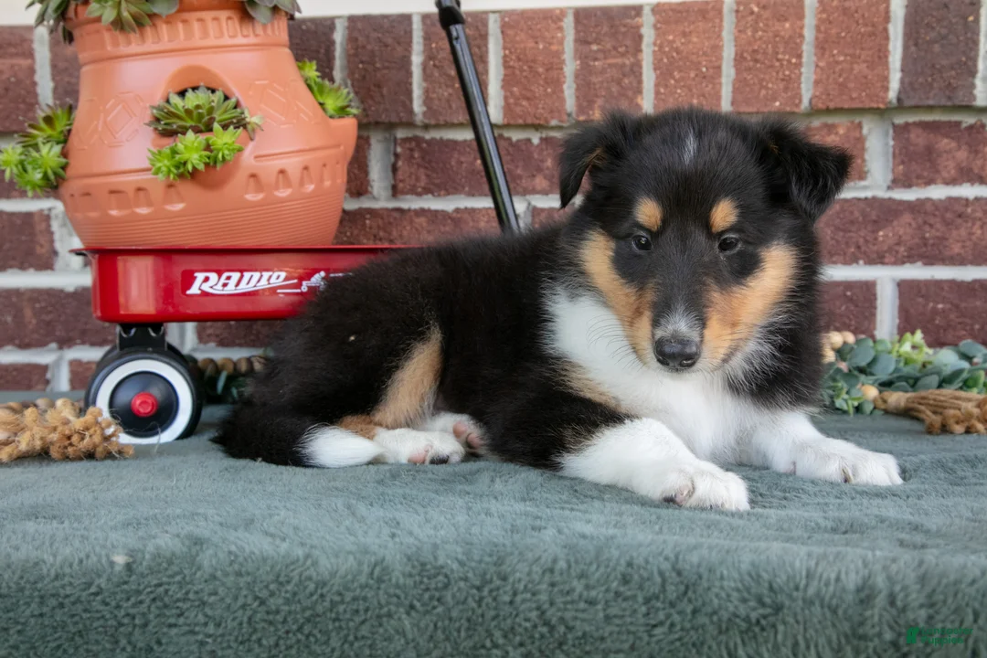 Collie dogs for sale: Leah - Ad 1