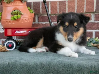 Collie dogs for sale: Leah - Ad 2