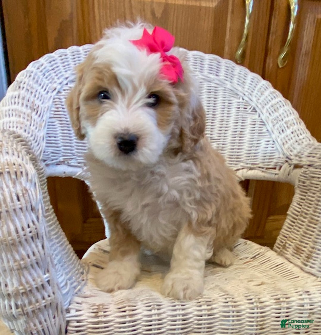 Mini Bernedoodle dogs for sale: Sandy - Ad 2