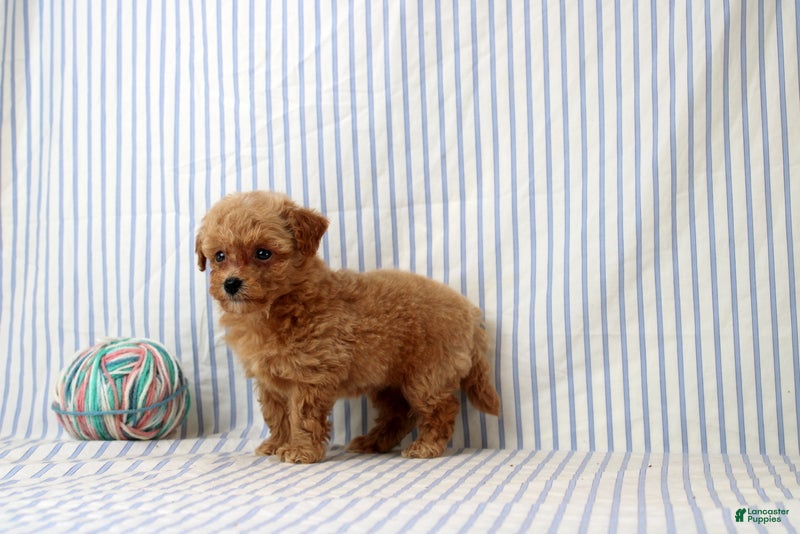 Shihpoo dogs Patrick - Ad 2