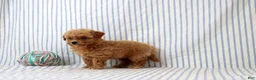 Shihpoo dogs for sale: Patrick - Ad 2