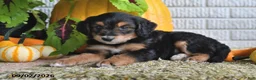 Mixed Breed dogs for sale: Cody - Ad 4