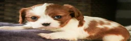 Cavalier King Charles Spaniel dogs for sale: Lavender - Ad 5