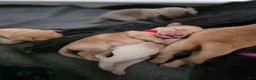 Labrador Retriever dogs for sale: Mario - Ad 15