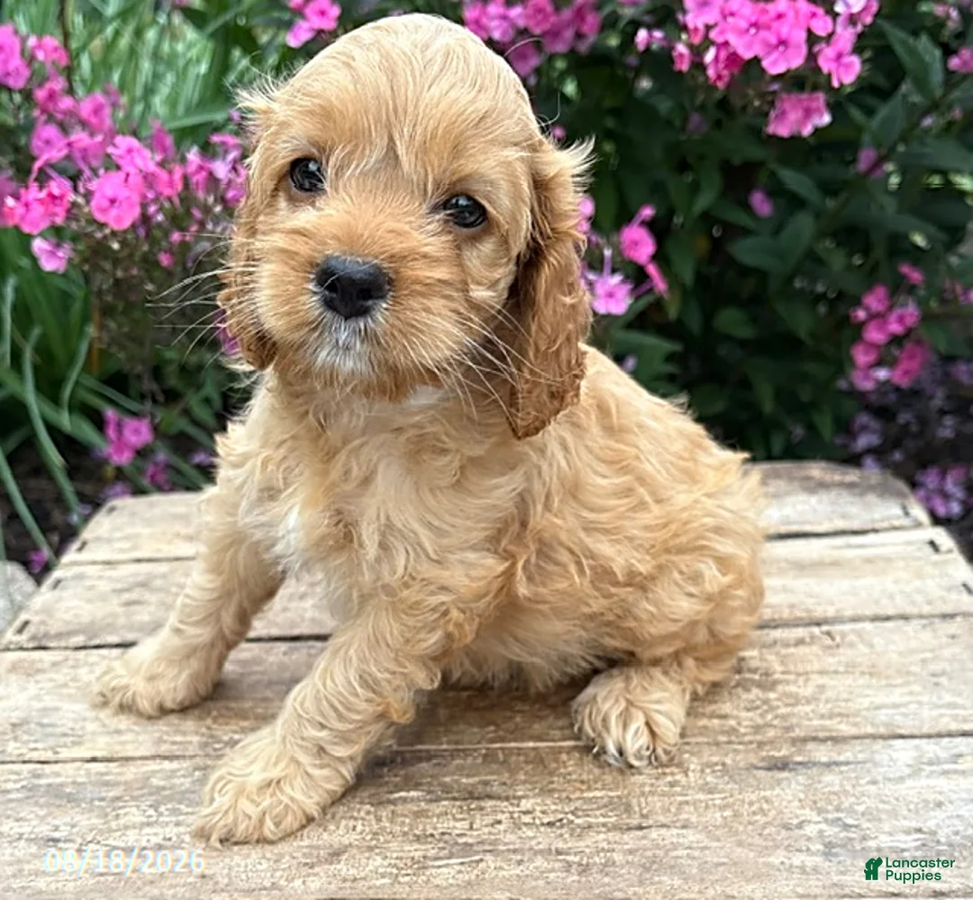 Cockapoo dogs for sale: Brielle - Ad 3