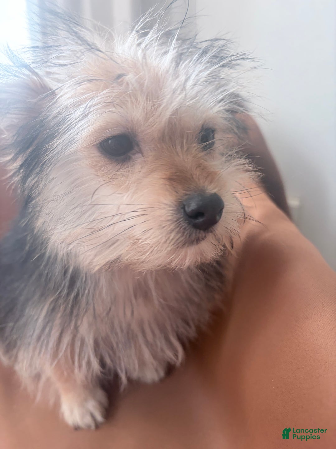 Morkie dogs for sale: Blue - Ad 3