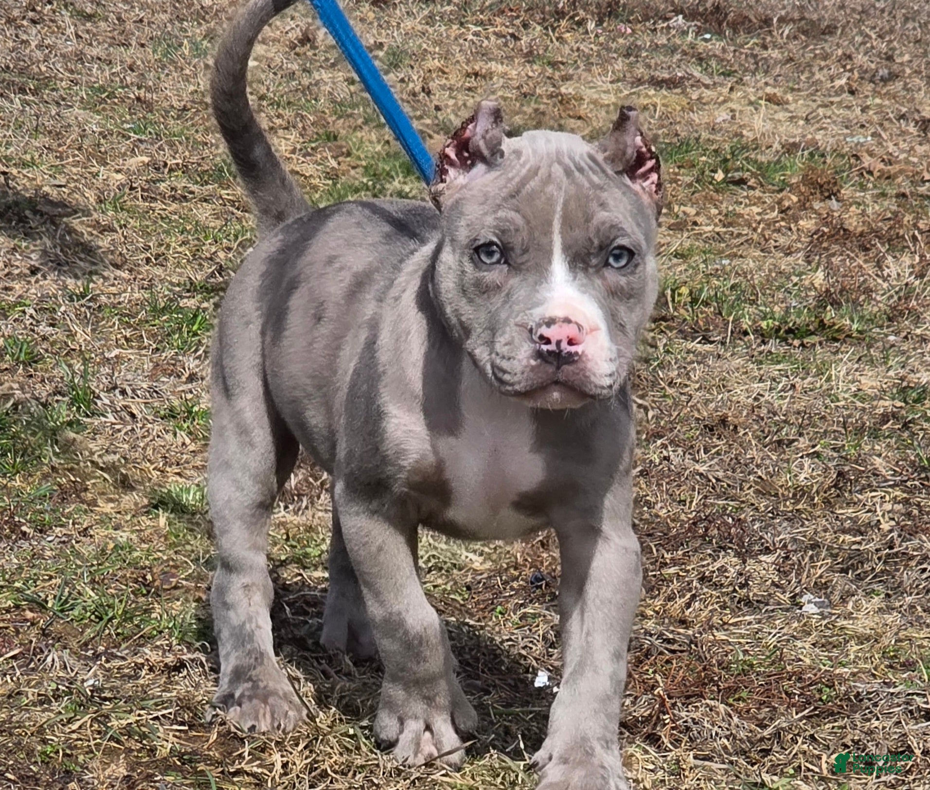 American Bully dogs Shadow - Ad 1