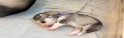Mixed Breed dogs for sale: Miss Purple - Ad 3