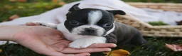 Boston Terrier dogs for sale: Cathy Boston Terrier  - Ad 5