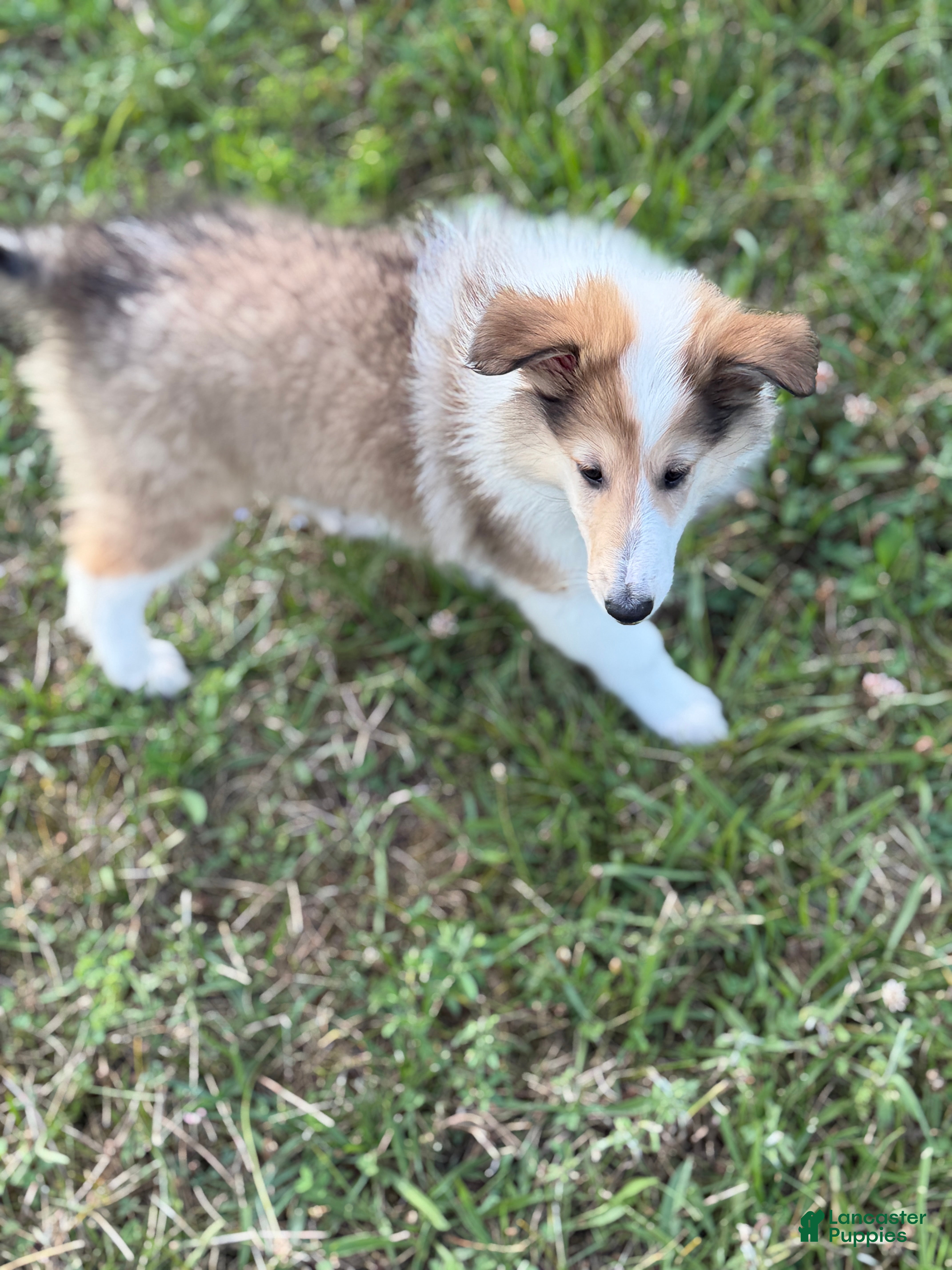 Collie dogs Collie 3 Sonja - Ad 12