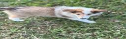Collie dogs for sale: Collie 3 Sonja - Ad 1
