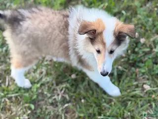Collie dogs Collie 3 Sonja - Ad 12