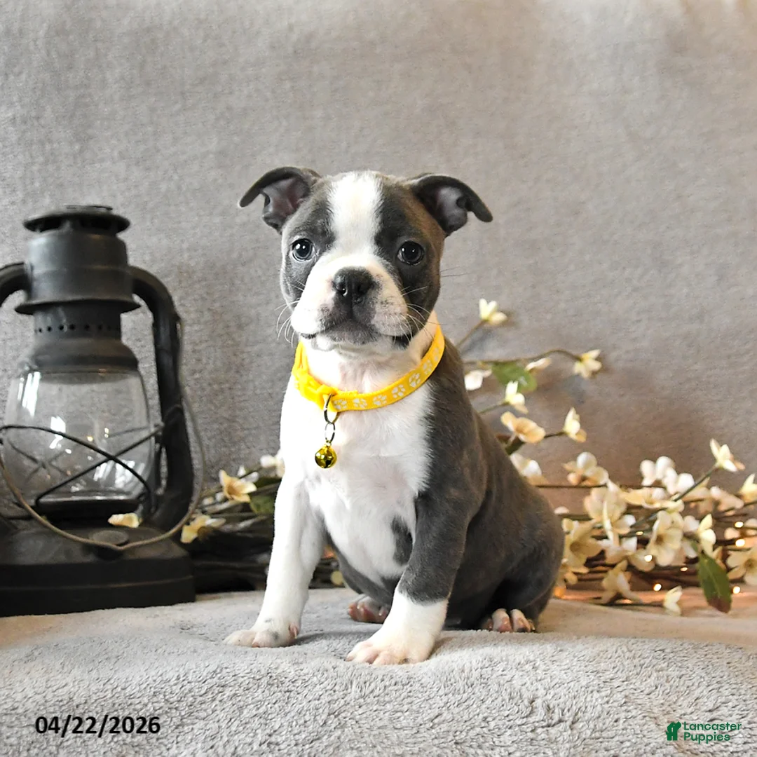 Boston Terrier dogs for sale: River - Ad 1