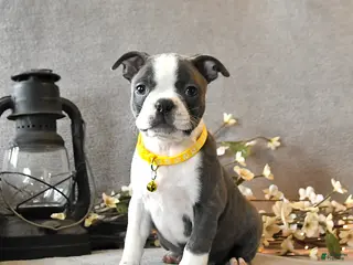 Boston Terrier dogs for sale: River - Ad 3