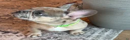 French Bulldog dogs for sale: Sprout  - Ad 5