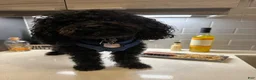 Yorkiepoo dogs for sale: Yorkiepoo Puppy - Blue - Ad 9