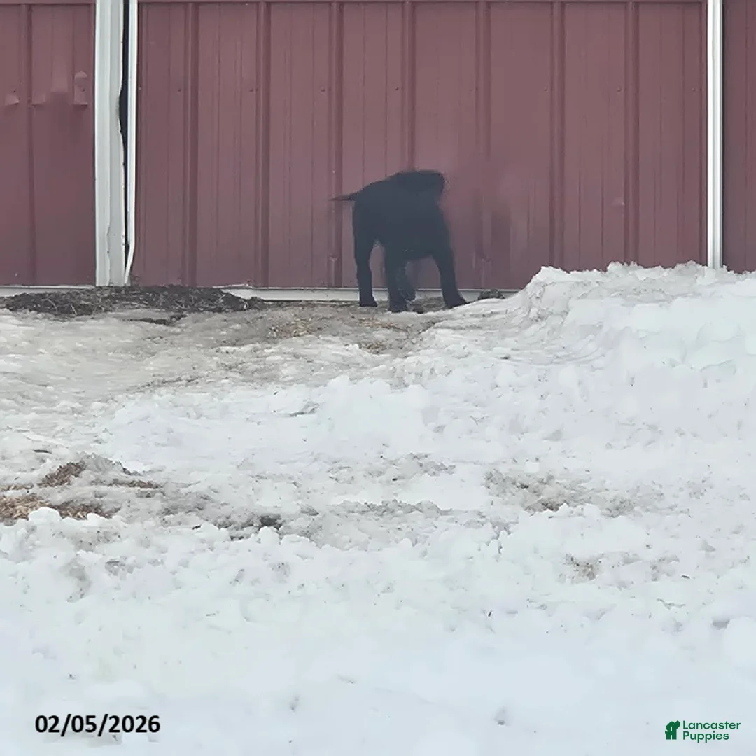 Labrador Retriever dogs for sale: Sunrise - Ad 4