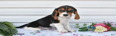 Theo